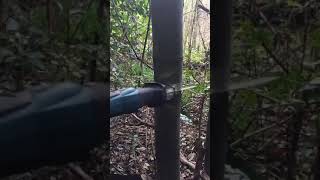 Cutting bamboo with a Makita electric saw.