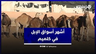 من قلب أشهر أسواق الإبل في كلميم .. تجار يشتكون: \