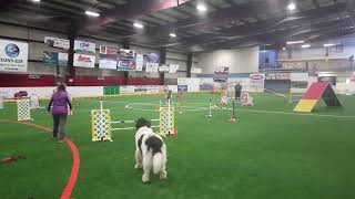 Newfoundland Dog Standard Agility Run