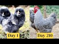 Amrock Chicken Growth Time Lapse Chick to Chicken Growing Up to Mother Hen | Chicks Growth Fast