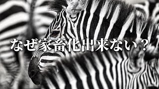 【馬じゃないのか？】シマウマを家畜化できない理由【ゆっくり解説】