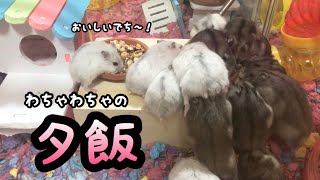 【ジャンガリアン】ハムスターの多頭飼い部屋のわちゃわちゃのごはんと脱走のお話