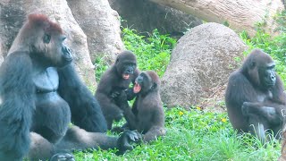 小金剛Ringo一跳 嚇到爸爸Ringo jumped and scared dad#金剛猩猩 #gorilla