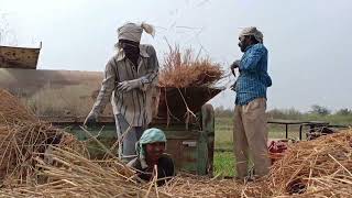 'HARVESTING GRAIN' In Villages