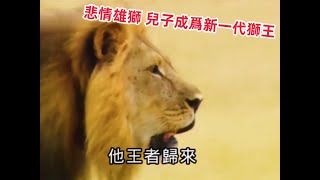 意想不到的結局！能捕獵大象的雄獅，反盜獵獅法的分水嶺，兒子也成爲威武獅王！