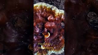 Dhanya chandran_phytology. Ganoderma.Medicinal mushroom.part18.#short