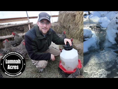HOW to KEEP your CHICKENS WATER from FREEZING OFF-GRID HACK HOW to KEEP your CHICKENS WATER from FREEZING OFF-GRID HACK