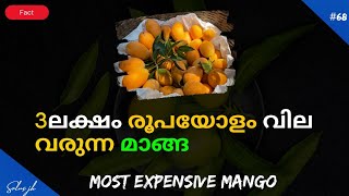 3 ലക്ഷം രൂപ വിലയുള്ള മാങ്ങ 😱😱❗❗| Most expensive mango | #trending #malayalam #afworld #shorts