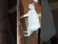 Котик готовит себя ко сну котик вылизывает