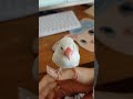 手乗り文鳥さんが飛び乗ってきてかわいい