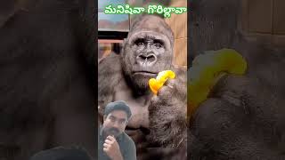 ఓరి నీ దుంప తెగ