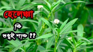 হেলেঞ্চা | Helancha  | Buffalo spinach  | Enhydra fluctuans