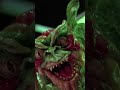 gremlins the darker original script you never knew about