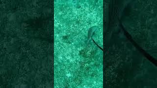 spearfishing Nightmare ! #fishingvideo #fishing #spearfishing #spearfishing_reviews #fish