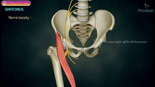 Muscles of Anterior Compartment of the Thigh🦵 (Animation)