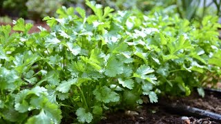 Coriander (Cilantro) Sprouting in My Pot | How to Grow Cilantro at Home Easily