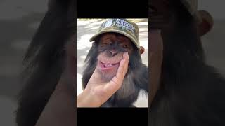 Funny Macaque | Beautiful Animals