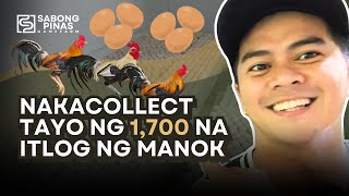 Episode 05: BREEDING 101 - 1,700 Itlog ng Manok Tips (Gamefarm)