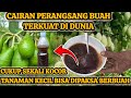 cairan perangsang buah terkuat di dunia || sekali kocor tanaman langsung berbuah