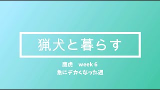 「猟犬と暮らす」 week6