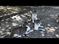 神社の境内で開催された野良猫集会の参加率が凄かった