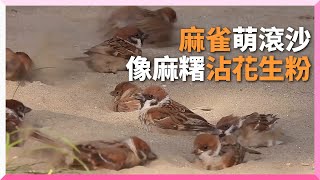 天氣熱麻雀融化在路邊　玩沙萌樣猶如花生麻糬｜寵物動物｜小鳥