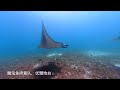 【indonesia】dive with manta rays at manta point komodo s famous dive site