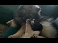 Tasmanian Devil Boston Terrier Is Total Goofball While Playing With His Keeshond Brother!