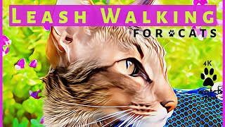 Daisy's Diary: #43 How to Walk Your Cat on a Leash, Harness & Leash Train/Walk Cat, Compilation, 4K