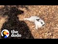 Bunny Was Abandoned In A Park | The Dodo