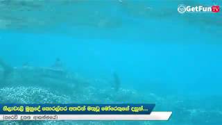 නිලාවැලි මුහුදේ කොරල්පර අතරින් මතුවූ මෝරා.. | Shark caught on camera at Nilaveli Beach Trincomalee