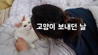 #100 고양이 임보 브이로그 마지막 / 이제서야 올리는 이유