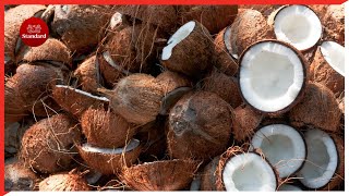 Malindi women turn to coconut oil manufacturing following the dwindling fortunes in tourism sector