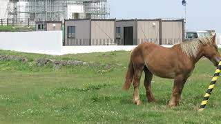 尻屋崎の寒立馬・その２