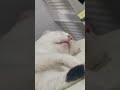 Cat very deep sleep