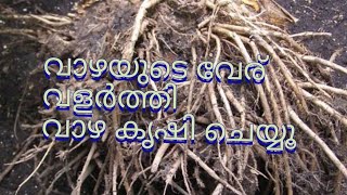 വേര്  വളർത്തി വാഴ കൃഷി |#tips #bananafarming #vazhakrishi #vazhakrishi malayalam