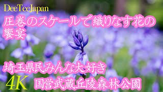 【国営武蔵丘陵森林公園　アイスランドポピー　ルピナス　ネモフィラ　シラーが身頃です。】圧巻のスケールで織りなす花の饗宴　埼玉県民みんな大好き森林公園4K