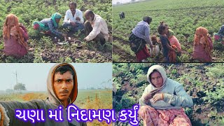 Chana ma nidaman karyu l ચણા માં નિદામણ કર્યું l@nareshparmarvlogs