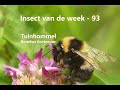 Insect van de Week 93: Tuinhommel