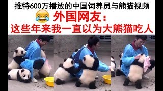 推特600万播放的中国饲养员与大熊猫宝宝视频，外国网友 这些年来我一直以为大熊猫吃人（笑哭） 熊猫宝宝评论