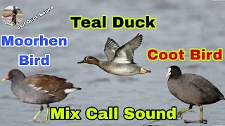 Teal Duck Moorhen Bird Coot Bird Mix call sound | Teal duck sound | Moorhen sound | Coot bird voice