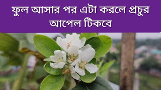 ফুল আসার পর আপেল গাছের পরিচর্যা এবং ফল সেট করার উপায়