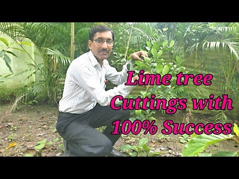 How to make Lime / Lemon tree Cuttings with 100 % Success. How to make Lime / Lemon tree Cuttings with 100 % Success.