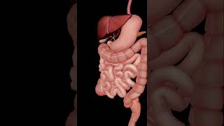 Digestive System #anatomy #humanbody #skeletal #science #biology