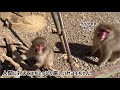 【高尾山さる園】世話好きなヤヨイ【snow monkey】