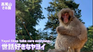 【高尾山さる園】世話好きなヤヨイ【SNOW MONKEY】