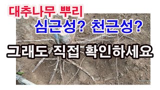 대추나무 뿌리 심근성? 천근성? 그래도 직접 확인하세요 (심근성 과수, 천근성 과수, 대추나무 뿌리는 어떻게 생겼을까? 직접 눈으로 확인 하세요