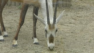 アラビアオリックス (福岡市動物園) 2019年4月23日