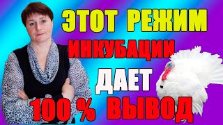 Индюки. Этот режим инкубации дает 100% вывод.