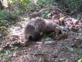 高尾山でアナグマに遭遇！